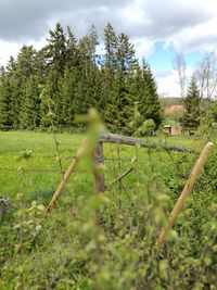 View of trees growing in field