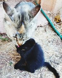 Close-up of two cats sitting outdoors