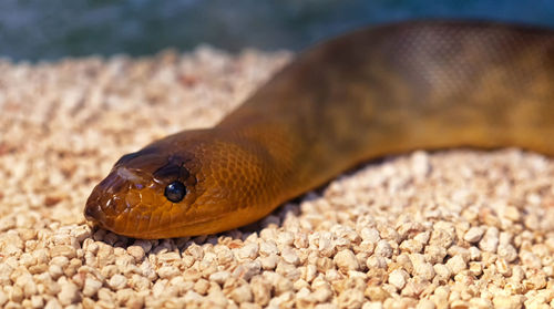 Close-up of snake on pebbles