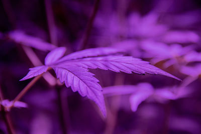 Close-up marijuana leaf