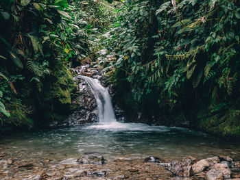 Waterfall in forest