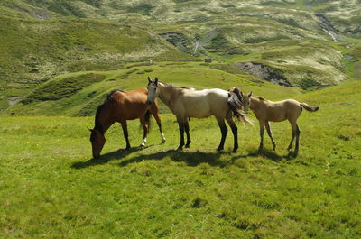 Horses in a field