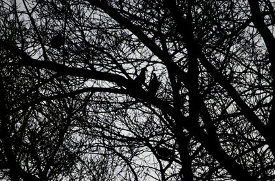 Low angle view of tree against sky