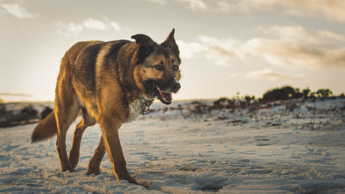 View of dog on beach