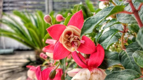 Close-up of flowers blooming outdoors