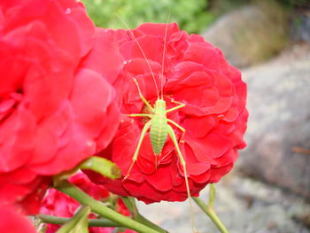 Close-up of insect on red flower