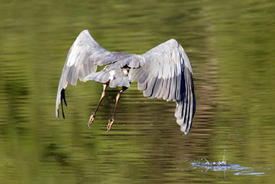 Close-up of great blue heron flying over lake