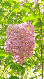 Close-up of pink flowers blooming outdoors