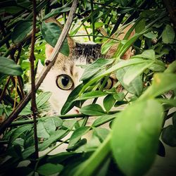 Close-up of cat on plant