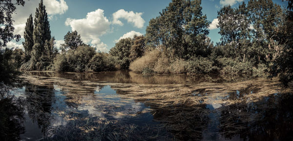 Scenic view of trees by swamp against sky