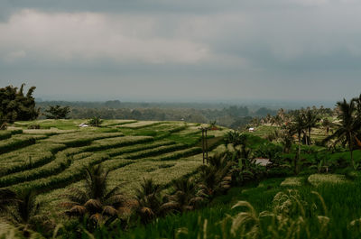 Scenic view of agricultural field against sky