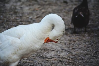 Close-up of a swan