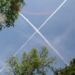 Low angle view of tree against sky