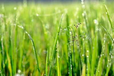 Close-up of wet grass on field during rainy season