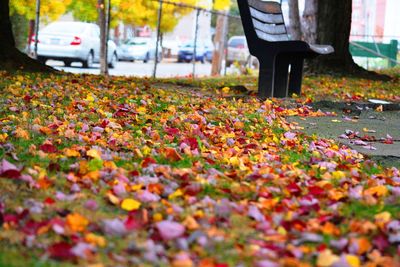 Low section of autumn leaves fallen on street