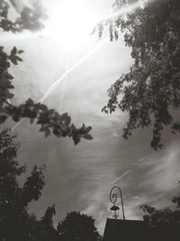 Low angle view of tree against sky