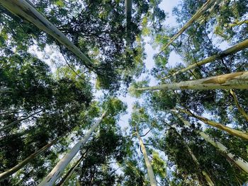 Low angle view of trees in forest against sky