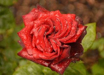 Close-up of wet red rose