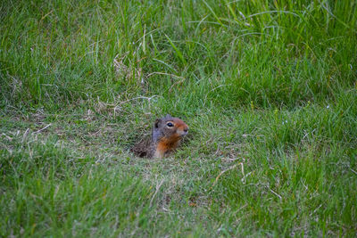 Squirrel on a field