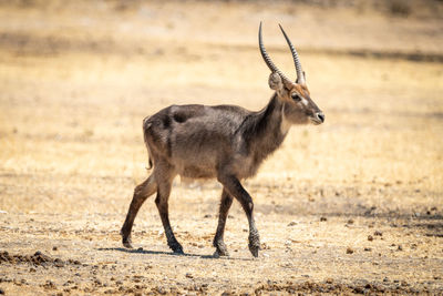 Young male common waterbuck crosses flat ground