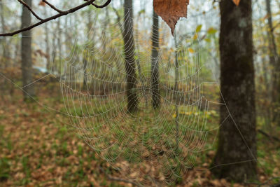 Spider web with dewdrops on the background of a blurry autumn forest
