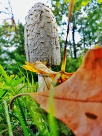 Close-up of mushroom growing on field