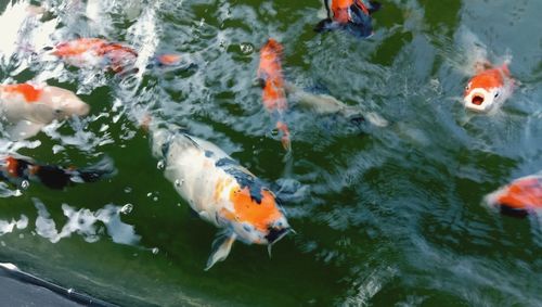 Hungry koi fish