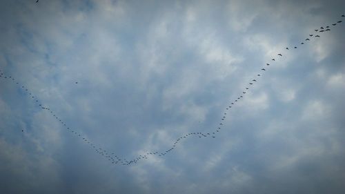 Low angle view of birds flying against sky