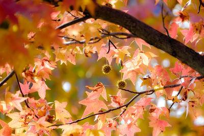 Close-up of autumn tree