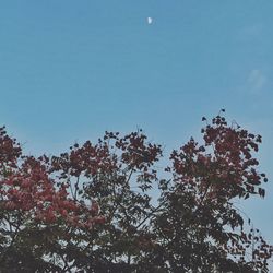 Low angle view of trees against blue sky