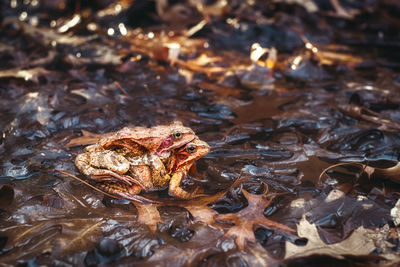 Close-up of frogs mating on leaves during autumn