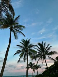 Low angle view of palm trees against sky