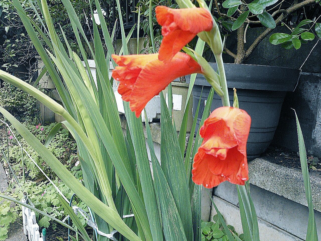 red, growth, plant, leaf, close-up, flower, nature, beauty in nature, freshness, fragility, orange color, petal, day, field, green color, outdoors, vibrant color, season, flower head, sunlight