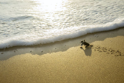 High angle view of hatchling at beach during sunset