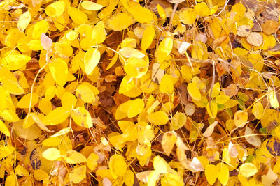 Full frame shot of yellow flowers