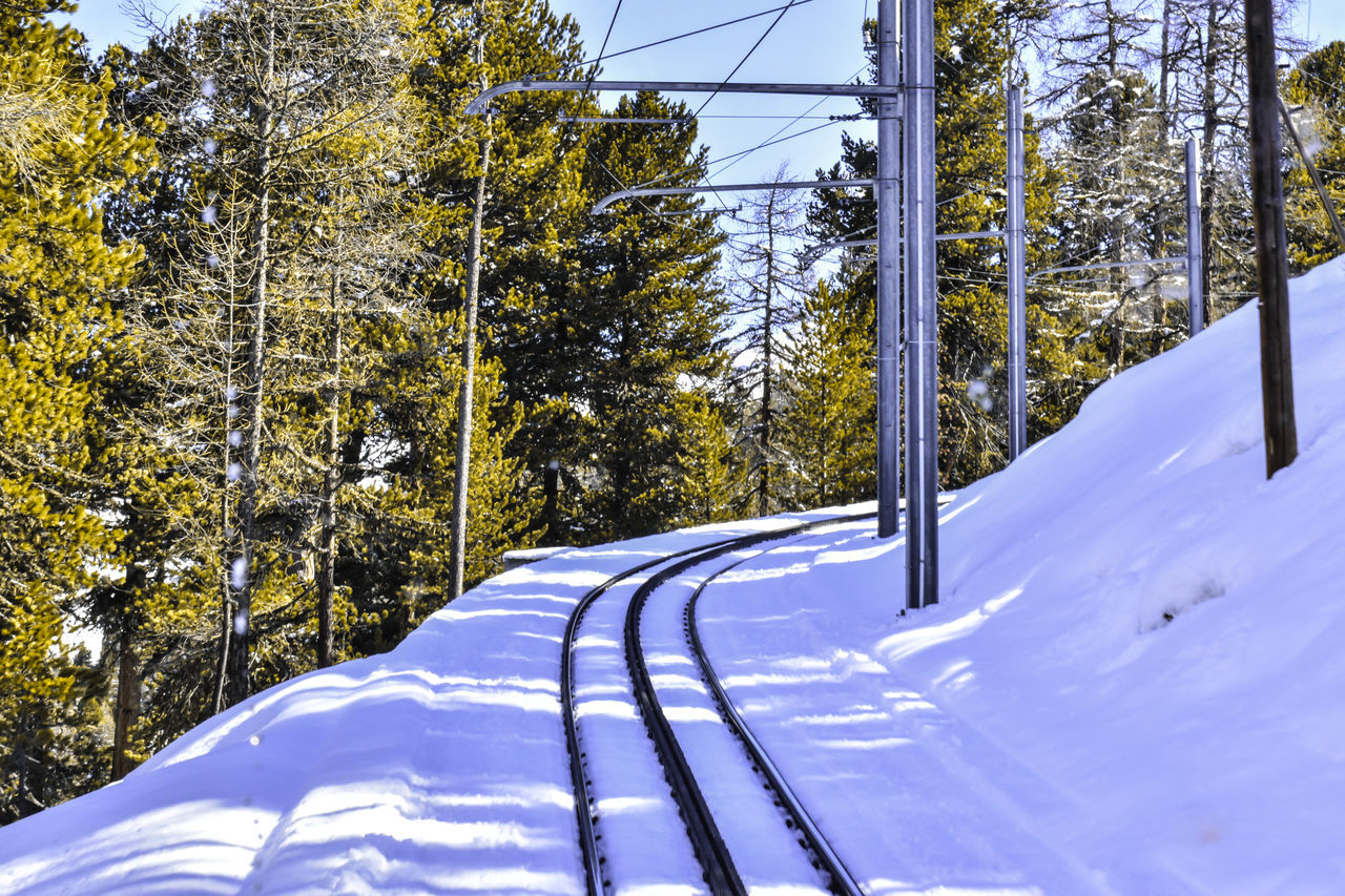 SCENIC VIEW OF SNOW COVERED FOREST