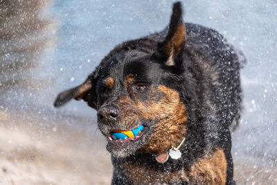 Dog playing with a ball on the beach