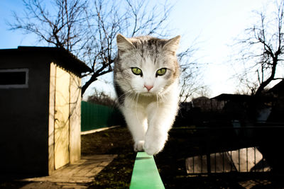 Portrait of cat against sky