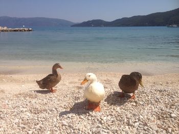 View of birds in water