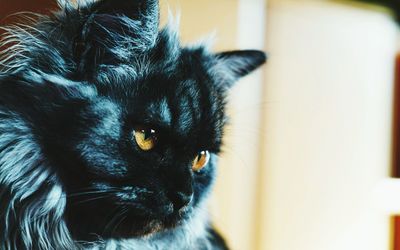 Close-up portrait of cat at home