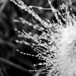 Close-up of water drops on spider web