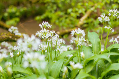 Close-up of white flowering plants on field