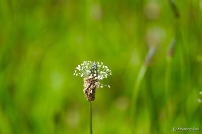 Close-up of wilted flower on field