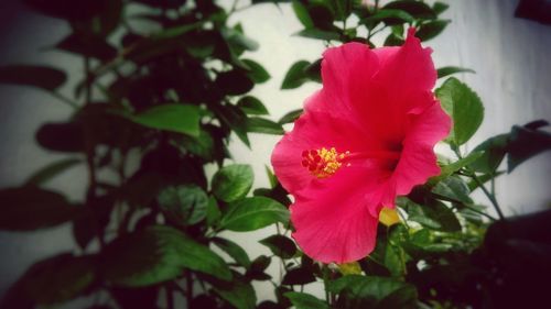 Close-up of red hibiscus blooming outdoors