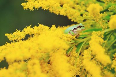 Close-up of a frog on yellow flower