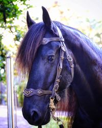 Close-up of horse in ranch