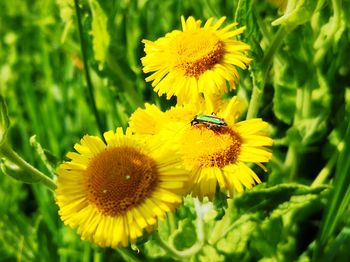 Close-up of bee on sunflower