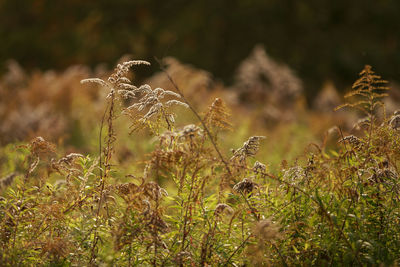 Close-up of dry plant on field