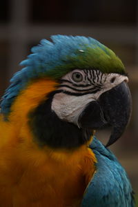 Macaw bird