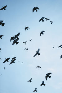 Low angle view of birds flying in sky